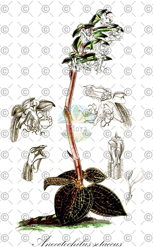 HistAbb_EMP_206_1_SIMPLE | Historische Abbildung von Anoectochilus setaceus - Orchidaceae | Historical Illustration of Anoectochilus setaceus - Orchidaceae