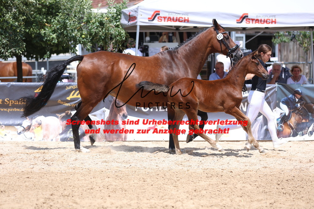 Fohlenschau_Schwäbisch_Hall_springbetonte_Fohlen_KN 31_12 | lmwpictures - Realisiert mit Pictrs.com