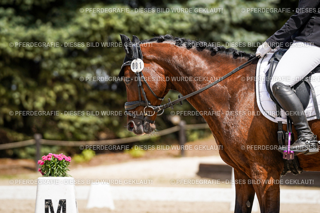 DSC02329 | Pferdegrafie