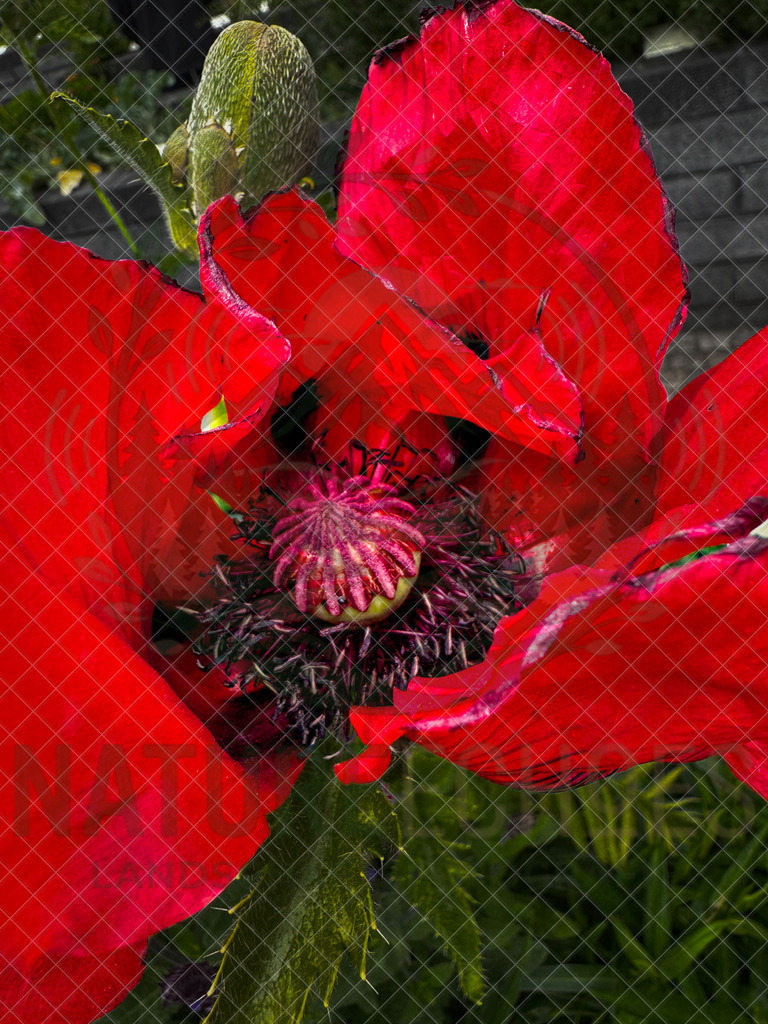 Poppy Blooming | Wir bieten diverse Fotodrucke und Produkte entweder bereits vorgefertigter und selbstgeschossener Motive, sowie auch die Möglichkeit eigene Motive auf diverse Foto- und Wandbildartikel zu drucken. Eigene Uploads finden Sie im Warenkorb oder am unteren End - Realisiert mit Pictrs.com