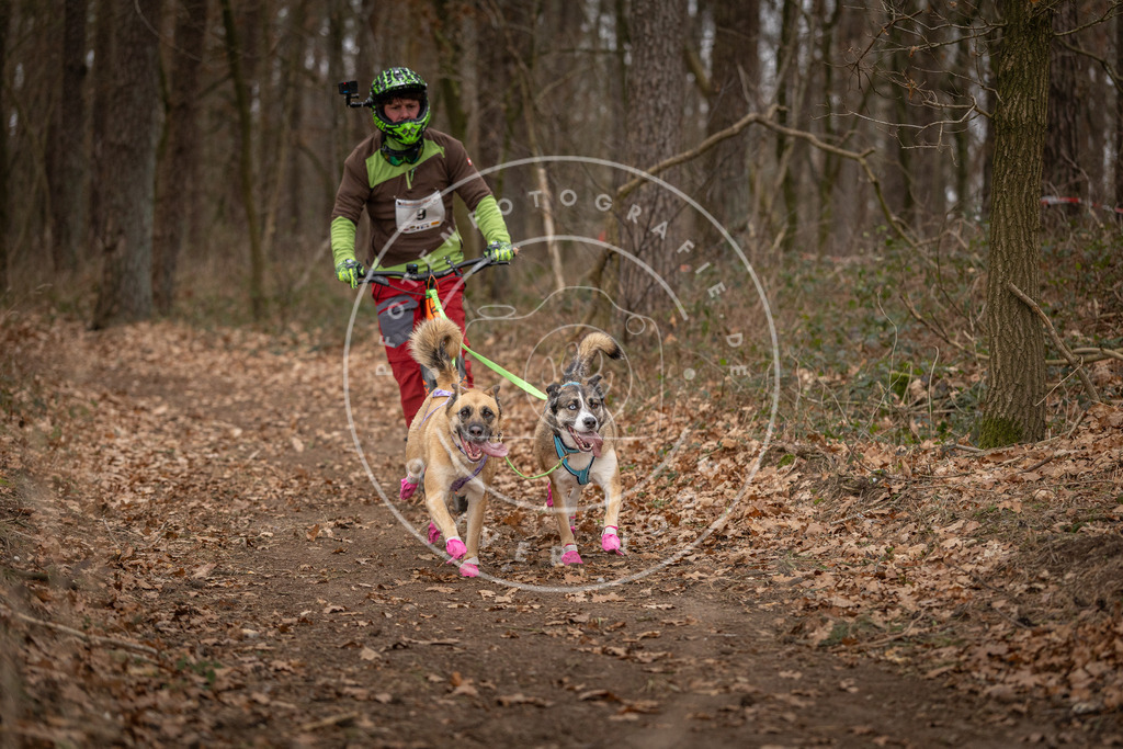 Pfotenfotografie_DV3A6707 | Hundefotografie, Tierfotograf, Pfotenfotografie, Fotoshooting Hund, Hunde Portrait, Hundesport, Hundeportraits, Heideshooting, Hunde, Sportfotograf, Hundefotograf, Turnierhundsport, THS,  - Realisiert mit Pictrs.com