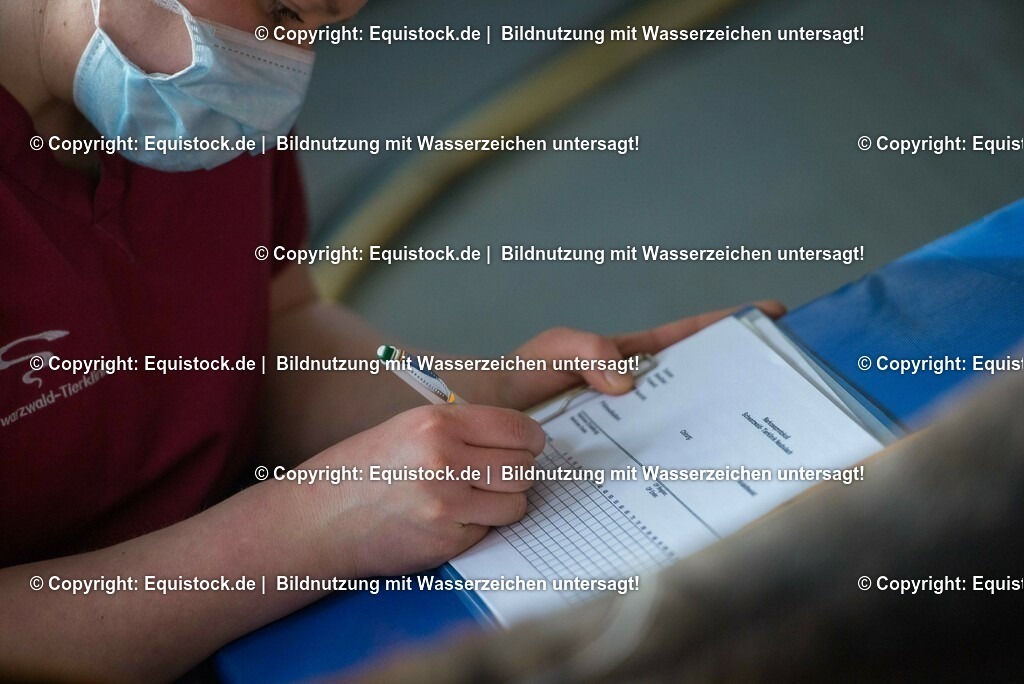 20160315_Arthroskopie_0008 | equistock