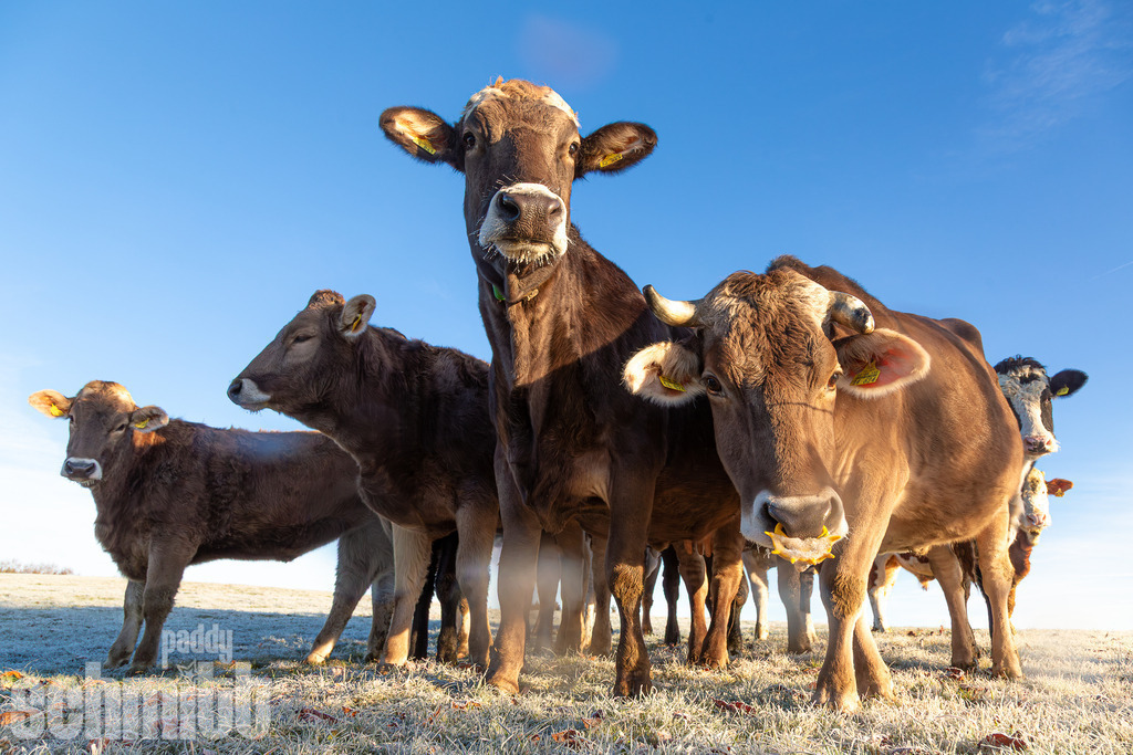 PS-Tiere-2026-28 | Entdecke die größte Bildgalerie der Region mit Fotografien aus dem Allgäu, der Bodenseeregion, Oberschwaben, dem Donautal und der Schwäbischen Alb. Landschaften, Luftaufnahmen und Reisefotografie als Wandbild und Fotokunst. - Realisiert mit Pictrs.com
