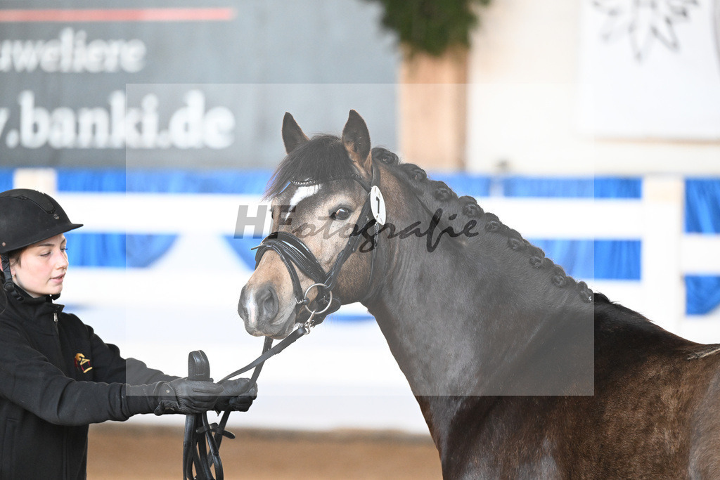Kat-Nr. 7 Dian v. Diamond Touch_Schneider_9260185 | hf-fotografie - Realisiert mit Pictrs.com