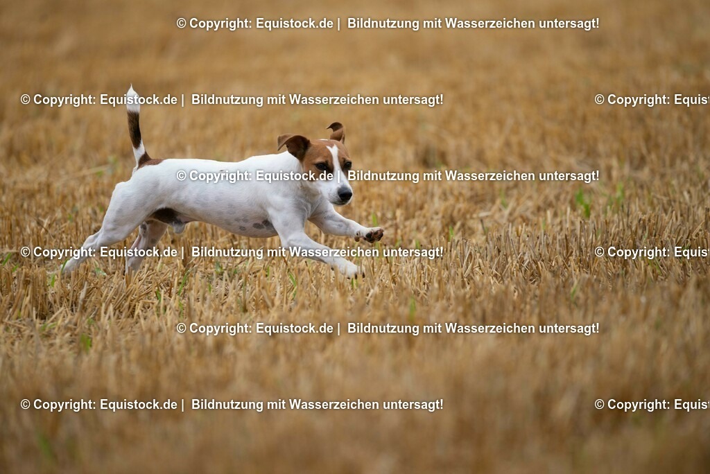 20210728_Jack-Russel_0004 | Foto: Thomas Hartig