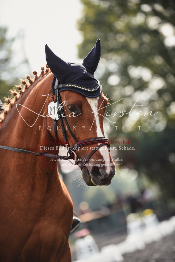 DSC_3884 | Pferde- und Turnierfotografie in Westsachsen. Pferdeportraits, Auftragszeichnungen und intuitive Kunst.