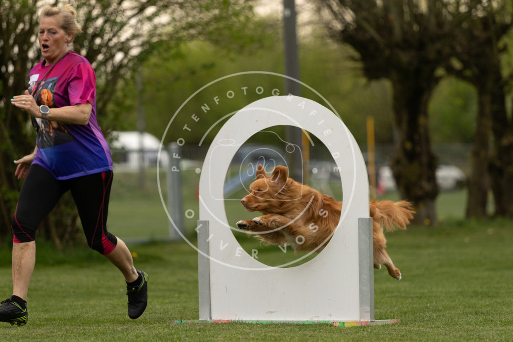 Pfotenfotografie_DV3A9108 | Hundefotografie, Tierfotograf, Pfotenfotografie, Fotoshooting Hund, Hunde Portrait, Hundesport, Hundeportraits, Heideshooting, Hunde, Sportfotograf, Hundefotograf, Turnierhundsport, THS,  - Realisiert mit Pictrs.com
