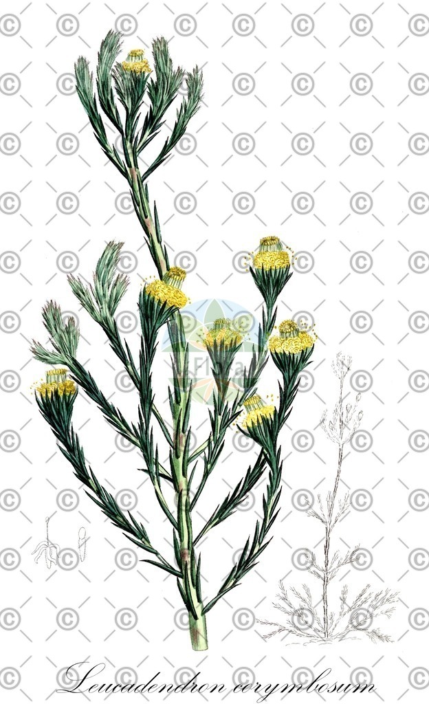 HistAbb_EMP_123077_1_SIMPLE | Historische Abbildung von Leucadendron corymbosum - Proteaceae | Historical Illustration of Leucadendron corymbosum - Proteaceae