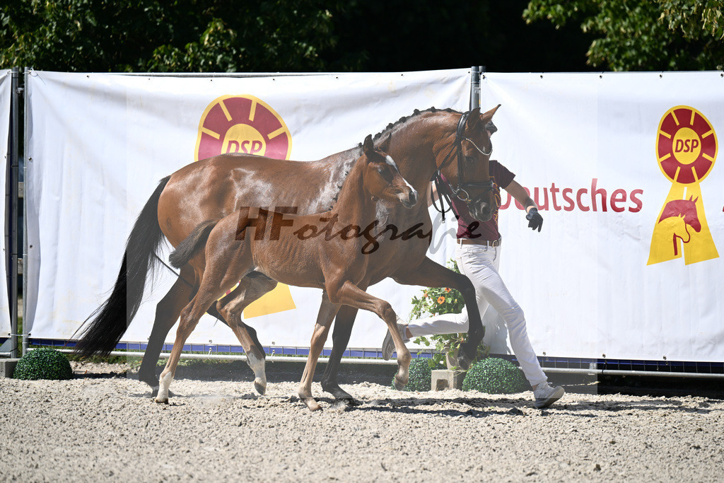 Kat-Nr. 40 Bon Courage x Veneziano_HF_Reglauer_24250185 | hf-fotografie - Realizzato con Pictrs.com