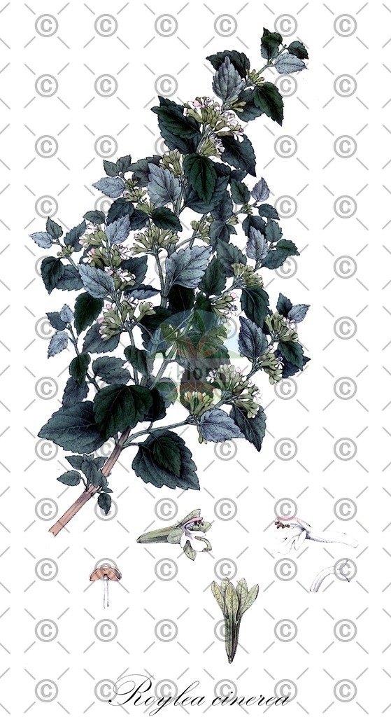 HistAbb_wfo-0000298342_2_ENZY_Simple | Historische Abbildung von Roylea cinerea - Lamiaceae | Historical Illustration of Roylea cinerea - Lamiaceae