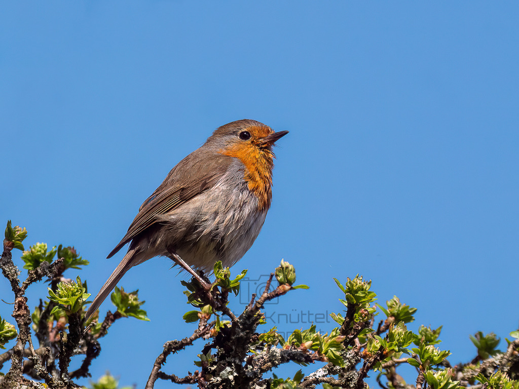 P1366134-Bearbeitet-2019-Bearbeitet-2019-LR | Natur im Moment - Realisiert mit Pictrs.com