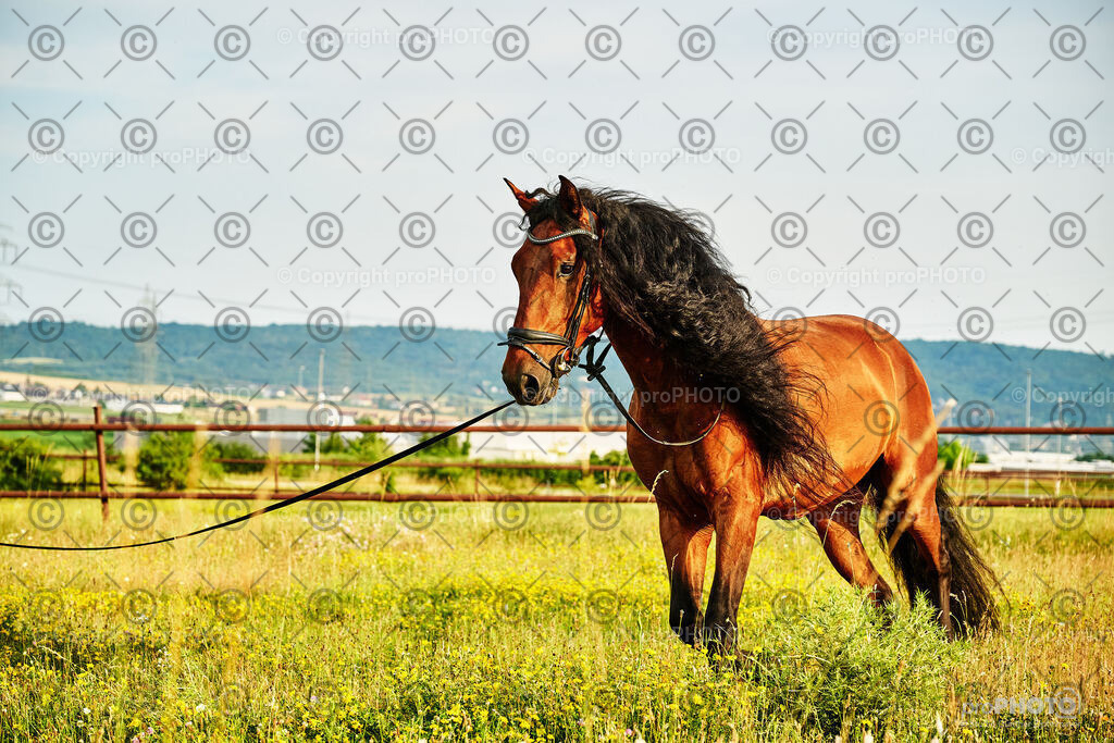 293_202406_Niki-Herodes_NZ9_0241 | proPHOTO - Realisiert mit Pictrs.com