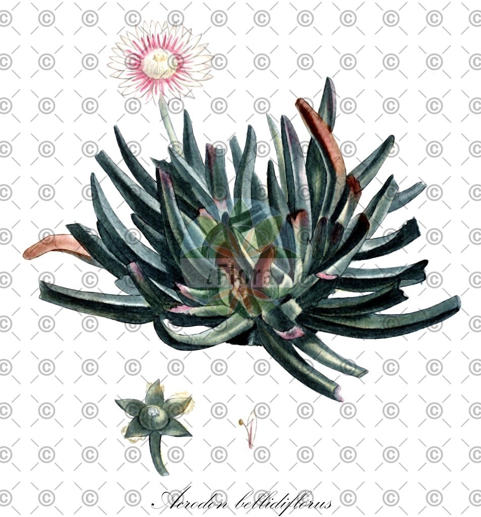 HistAbb_wfo-0000518675_1_ENZY_Simple | Historische Abbildung von Acrodon bellidiflorus - Aizoaceae | Historical Illustration of Acrodon bellidiflorus - Aizoaceae