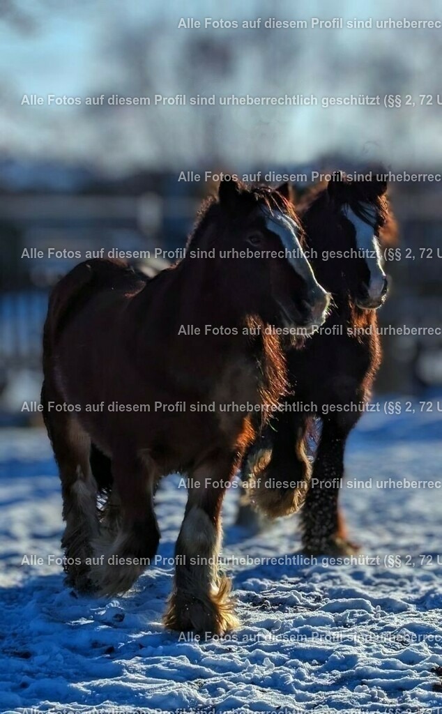 68a6a9fd43abd236d06b9670c7242bc8_2 | krollfotografie - Realisiert mit Pictrs.com