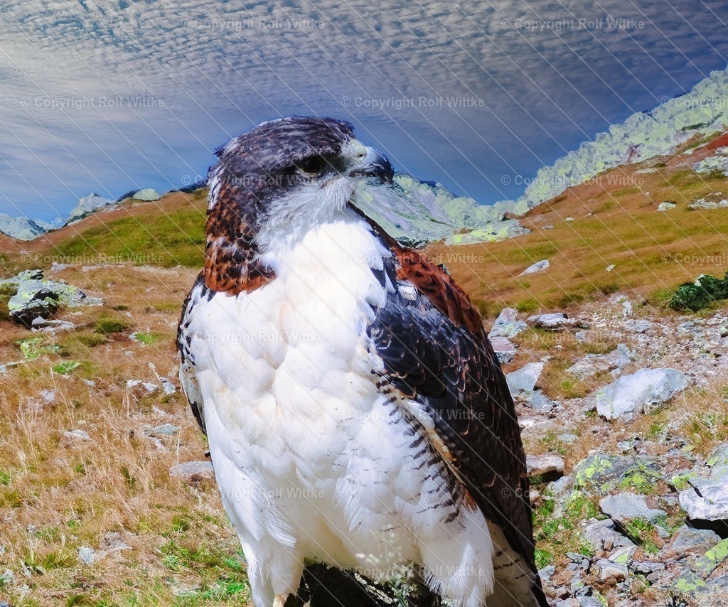 wanderfalke1 | der Wanderfalke auf Futtersuche - Realisiert mit Pictrs.com