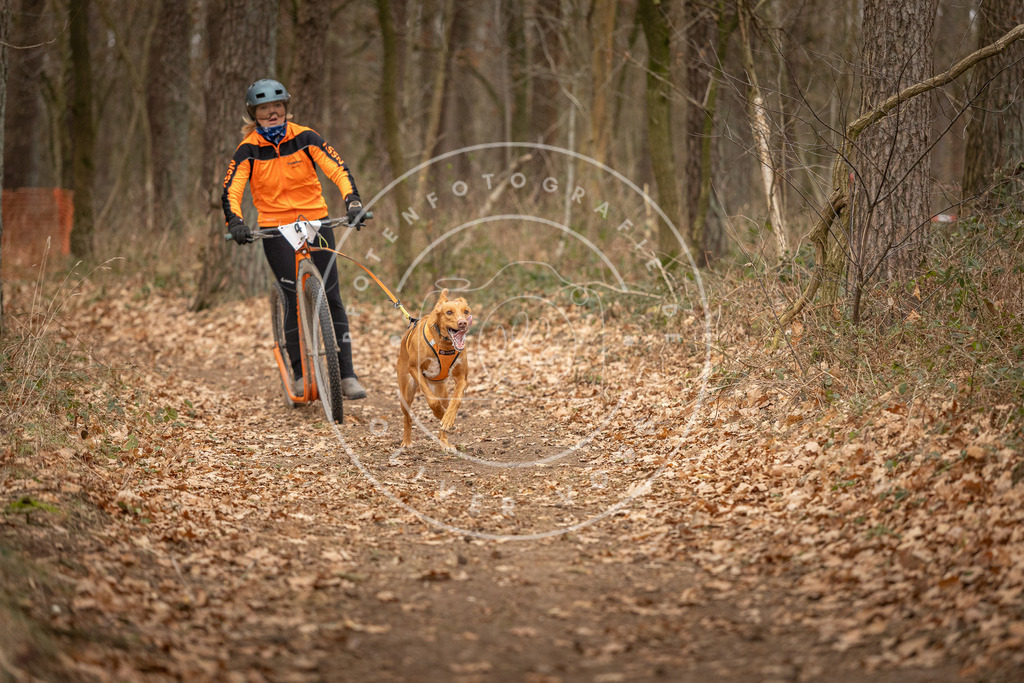 Pfotenfotografie_DV3A0742 | Hundefotografie, Tierfotograf, Pfotenfotografie, Fotoshooting Hund, Hunde Portrait, Hundesport, Hundeportraits, Heideshooting, Hunde, Sportfotograf, Hundefotograf, Turnierhundsport, THS,  - Realisiert mit Pictrs.com