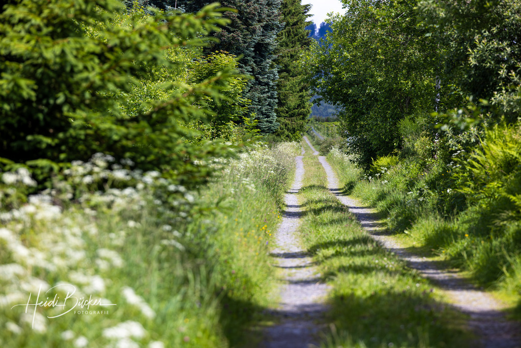 Westfeld und Umgebung 078 | Bilder und Impressionen zu jeder Jahreszeit aus dem Sauerland im Naturpark Sauerland-Rothaargebirge - Realisiert mit Pictrs.com