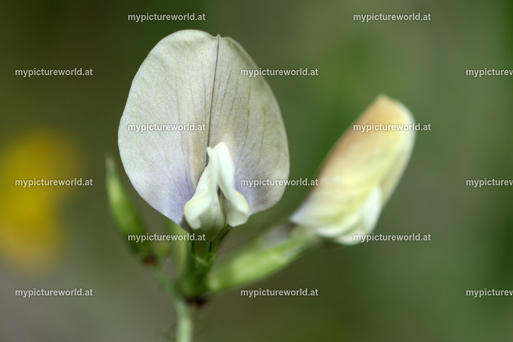 Großblütige Wicke-002 | Das Bilderarchiv über Tiere, Planzen und Landschaften. In der Bilddatenbank finden Sie ein große Auswahl an hochwertigen Bilder für Ihre Werbung - Realisiert mit Pictrs.com