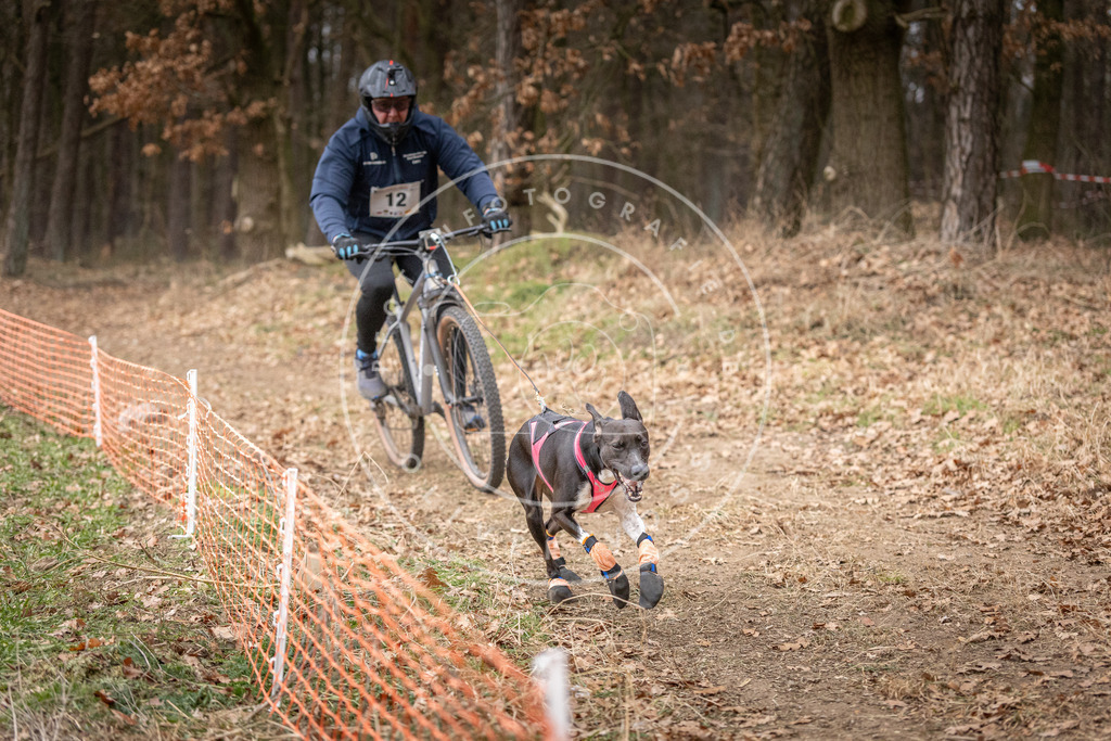 Pfotenfotografie_DV3A1579 | Hundefotografie, Tierfotograf, Pfotenfotografie, Fotoshooting Hund, Hunde Portrait, Hundesport, Hundeportraits, Heideshooting, Hunde, Sportfotograf, Hundefotograf, Turnierhundsport, THS,  - Realisiert mit Pictrs.com