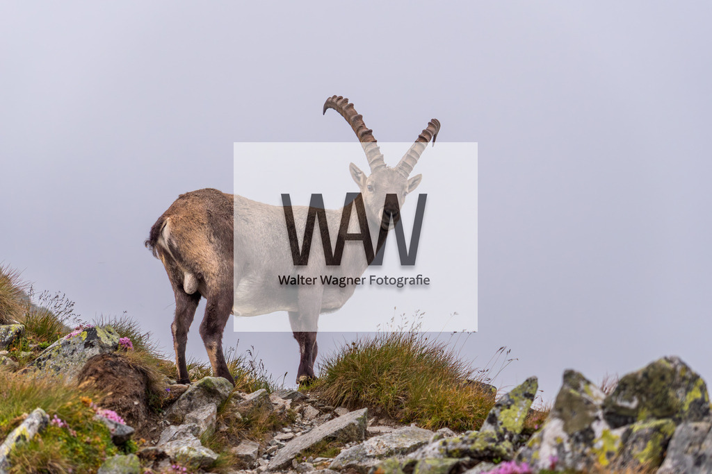WWW00197 | walter-wagner-fotografie