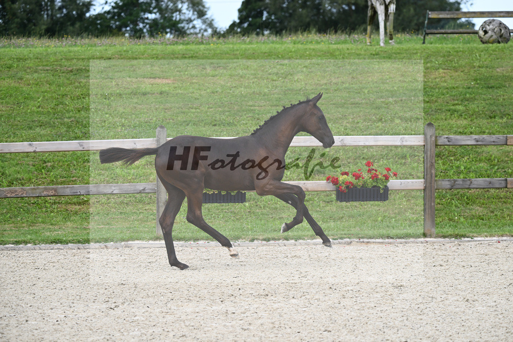 Zauberlehrling x Fidertanz_SF_Kopp_29240039 | hf-fotografie - Realizzato con Pictrs.com