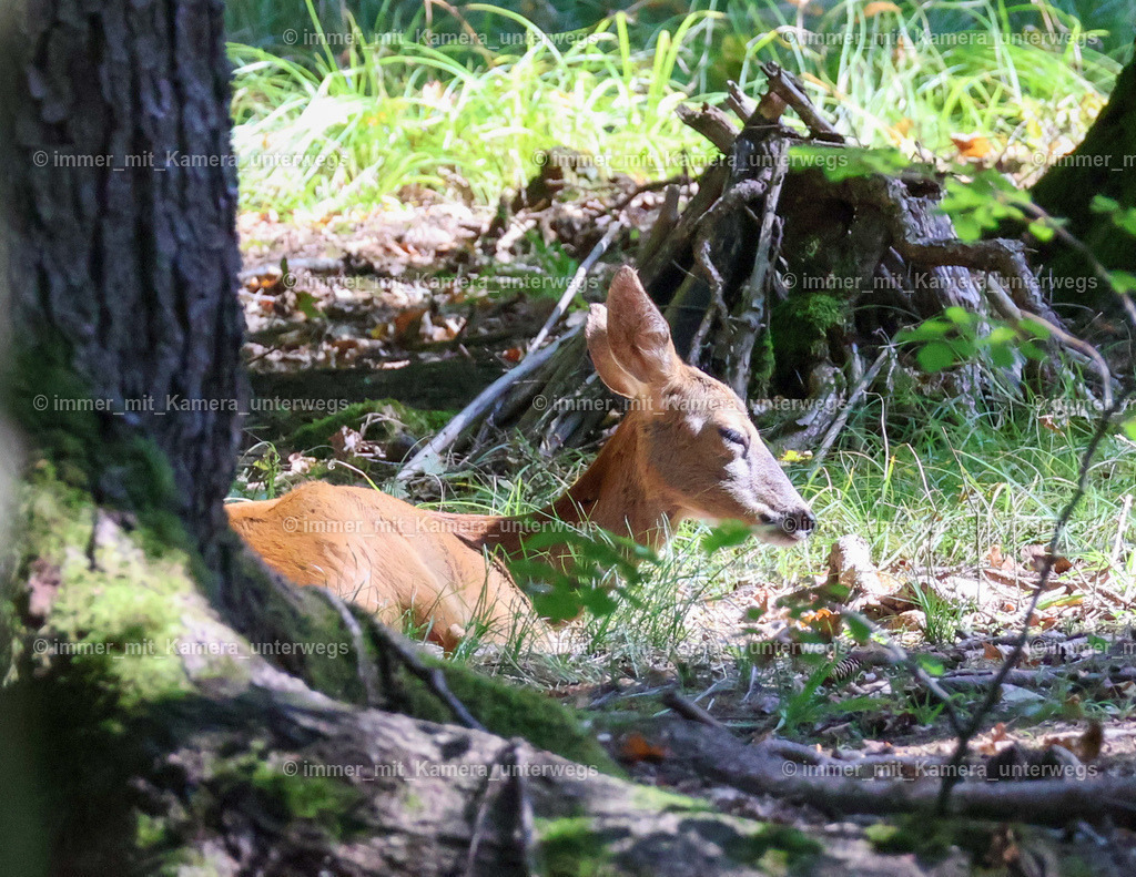 IMG_4650 | immer_mit_kamera_unterwegs