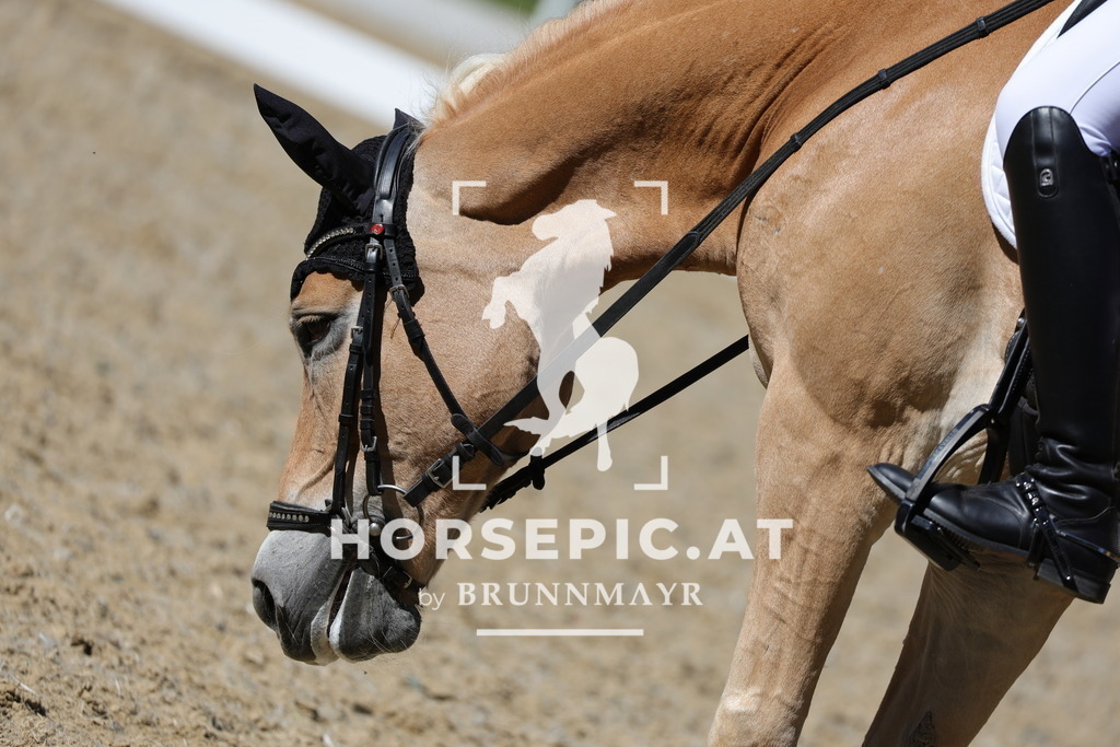 0P6A1881 | Willkommen bei Brunnmayr - Design & Fotografie – Ihrem Spezialisten für Reitturniere und Pferdeveranstaltungen in Oberösterreich, Salzburg und Bayern! Seit über 17 Jahren sind wir leidenschaftlich dabei.