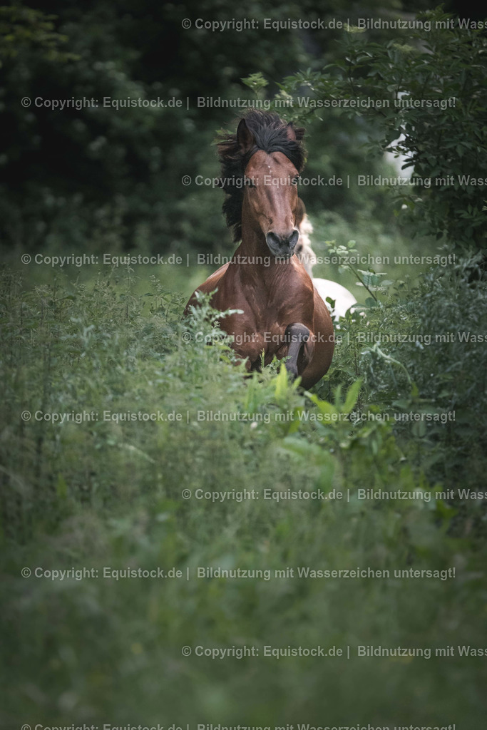 TS_20170602_Braunes_Pony_Freilauf_0003 | Foto: Thomas Hartig