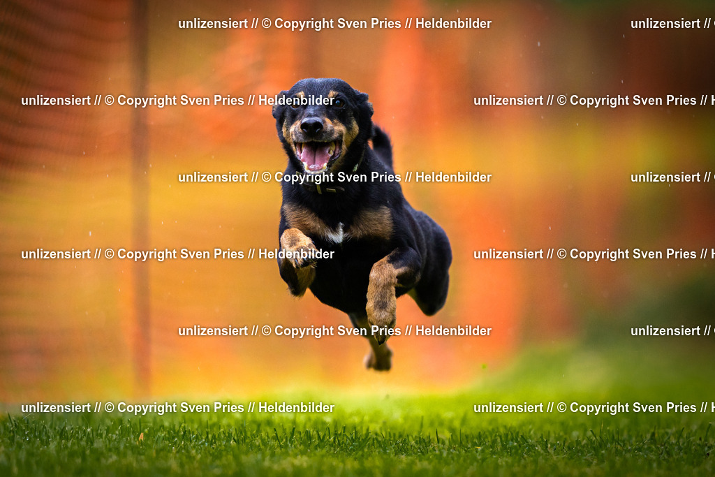 Sven Pries | 2025-09-21 - Hunderennen Baden-Oos - Realisiert mit Pictrs.com