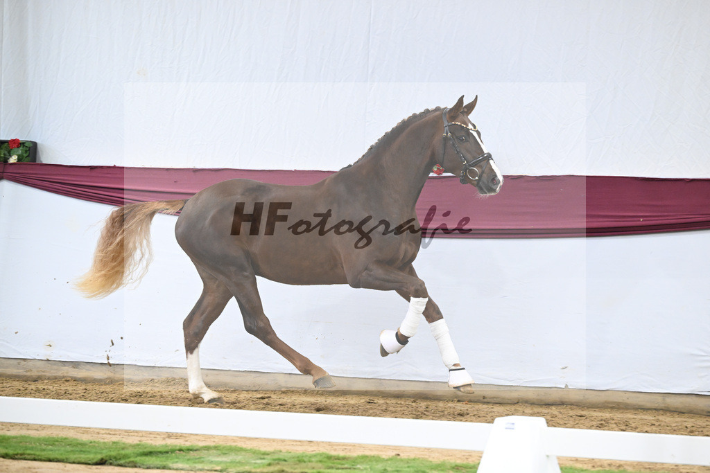 Kat-Nr. 64 Sky x Damsey_Heiko Klausing_47252320 | hf-fotografie - Realisiert mit Pictrs.com