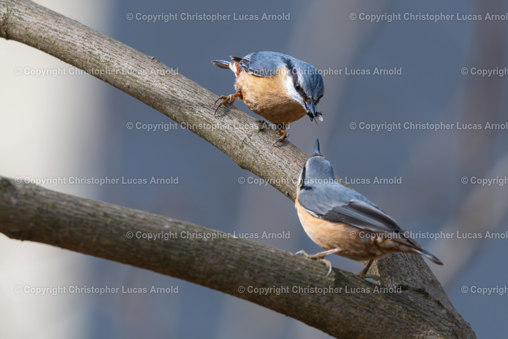 Kleiber-Paar | bildkomponist - Realisiert mit Pictrs.com