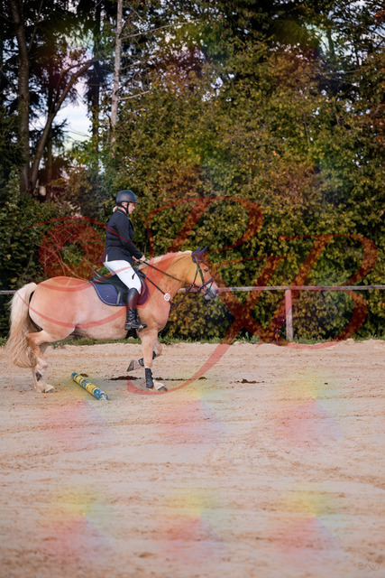 2026_10_03_Siefer-Hof_145227_Z81_31495226 | Professionelle Reitsport-, Turnier- und Eventfotografie von Robert Broda. Galerien mit ausgewählten und bearbeiteten Bildern direkt online ansehen und bestellen.
