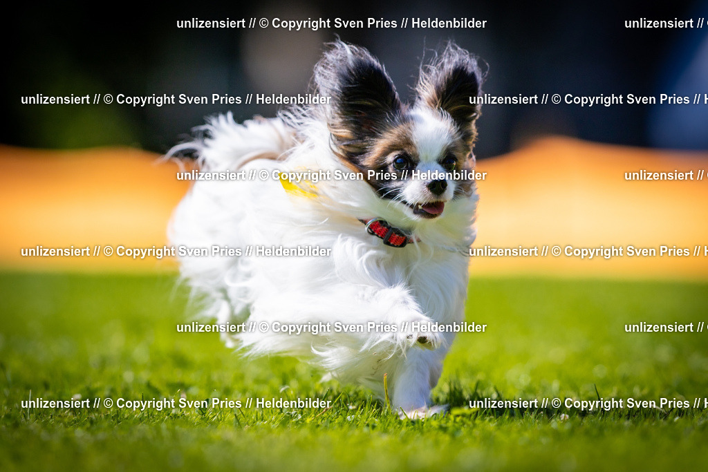 Sven Pries | 2025-08-10 - Hunderennen Durlach - Realisiert mit Pictrs.com