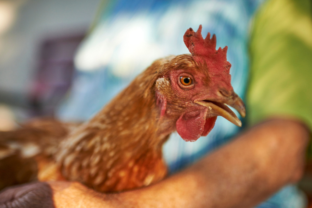 Baeuerin Berta mit Huhn | Rohrbrunn, Austria - July 21, 2015: Ältere Frau sitzt auf einer Holzbank mit ihrem Lieblingshuhn. - Realisiert mit Pictrs.com