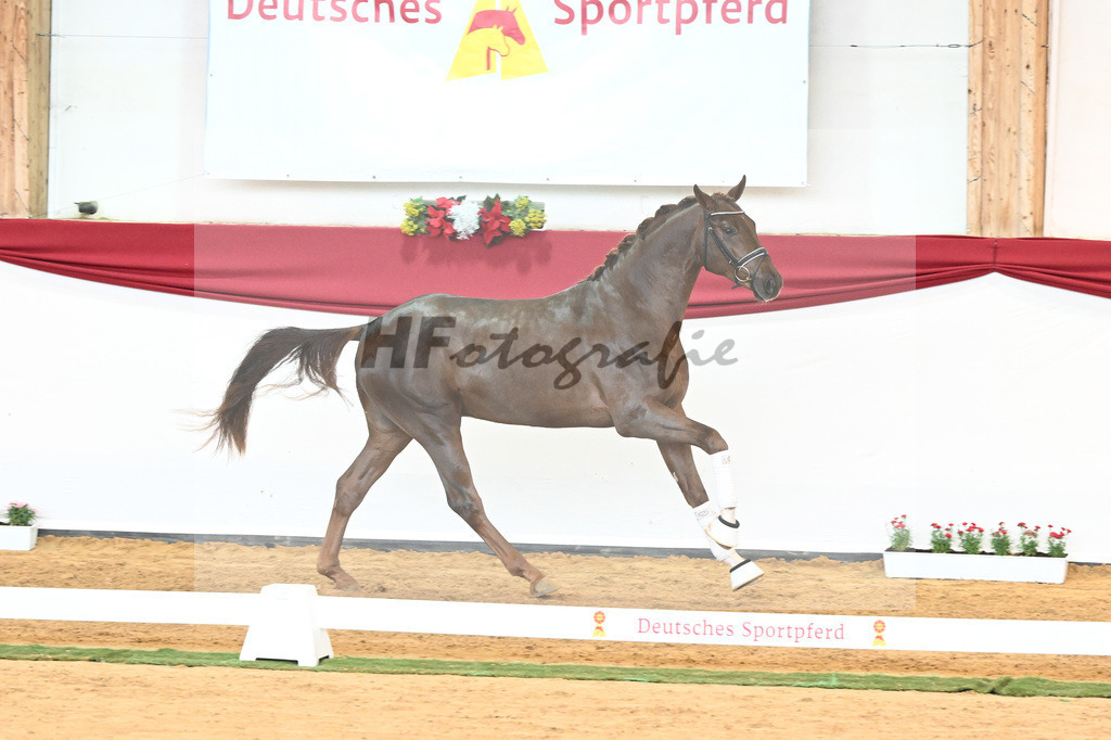 Kat-Nr. 63 Fidertanz x Romanov Blue Hors_La Rue_43230665 | hf-fotografie - Realisiert mit Pictrs.com