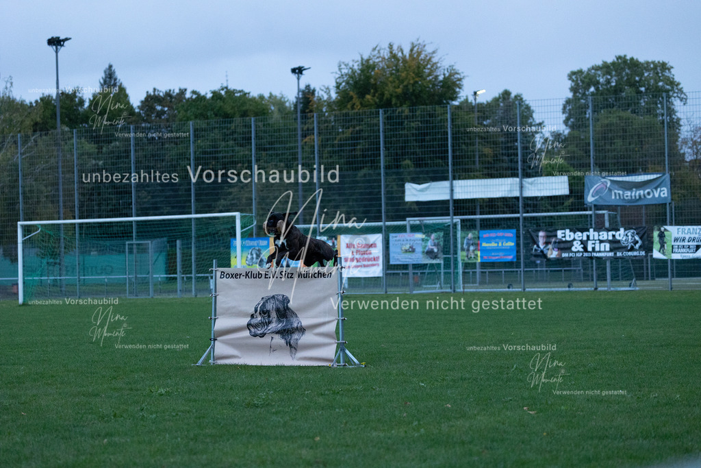 _16A4307 | Einzigartige Fotos von Hunden & Menschen –Actionfotos, Portraits, Vereinsaufnahmen & Paarshootings – authentisch, lebendig & mit Herz.