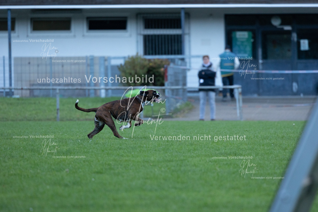 _16A4556 | Einzigartige Fotos von Hunden & Menschen –Actionfotos, Portraits, Vereinsaufnahmen & Paarshootings – authentisch, lebendig & mit Herz.