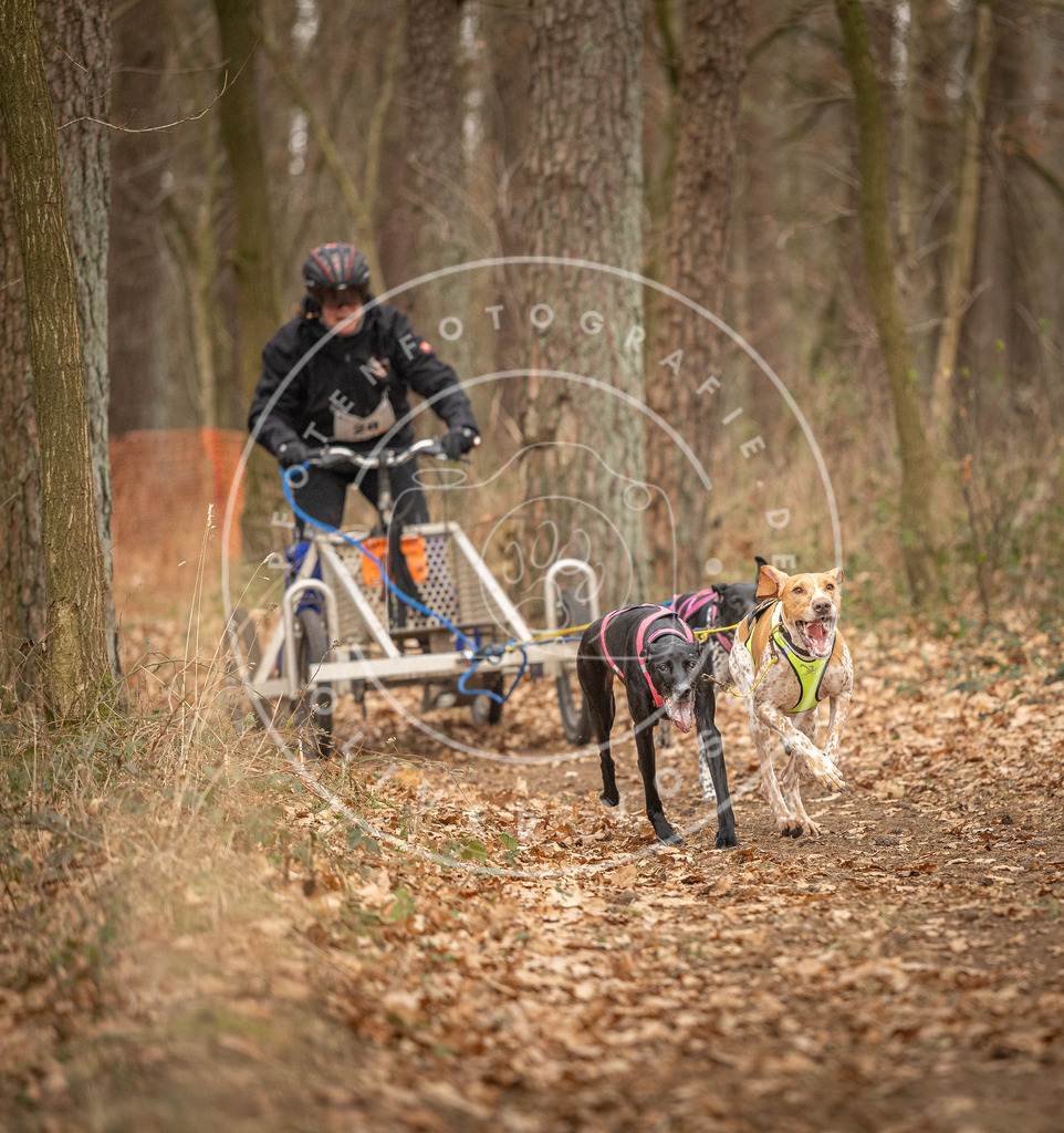 Pfotenfotografie_DV3A8722 | Hundefotografie, Tierfotograf, Pfotenfotografie, Fotoshooting Hund, Hunde Portrait, Hundesport, Hundeportraits, Heideshooting, Hunde, Sportfotograf, Hundefotograf, Turnierhundsport, THS,  - Realisiert mit Pictrs.com