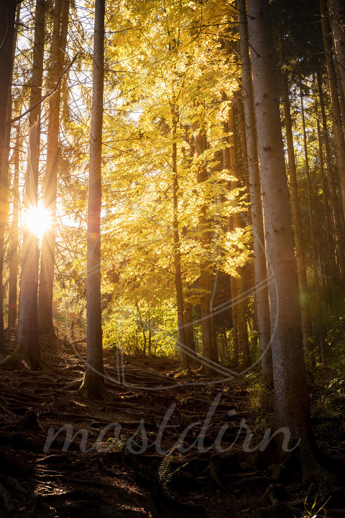 Pures Herbstgold | Ihre Fotografin im Lungau, ihre Fotografin im Mostviertel, Wandbilder Onlineshop, Imagefotos für Ihr Unternehmen,  - Realisiert mit Pictrs.com