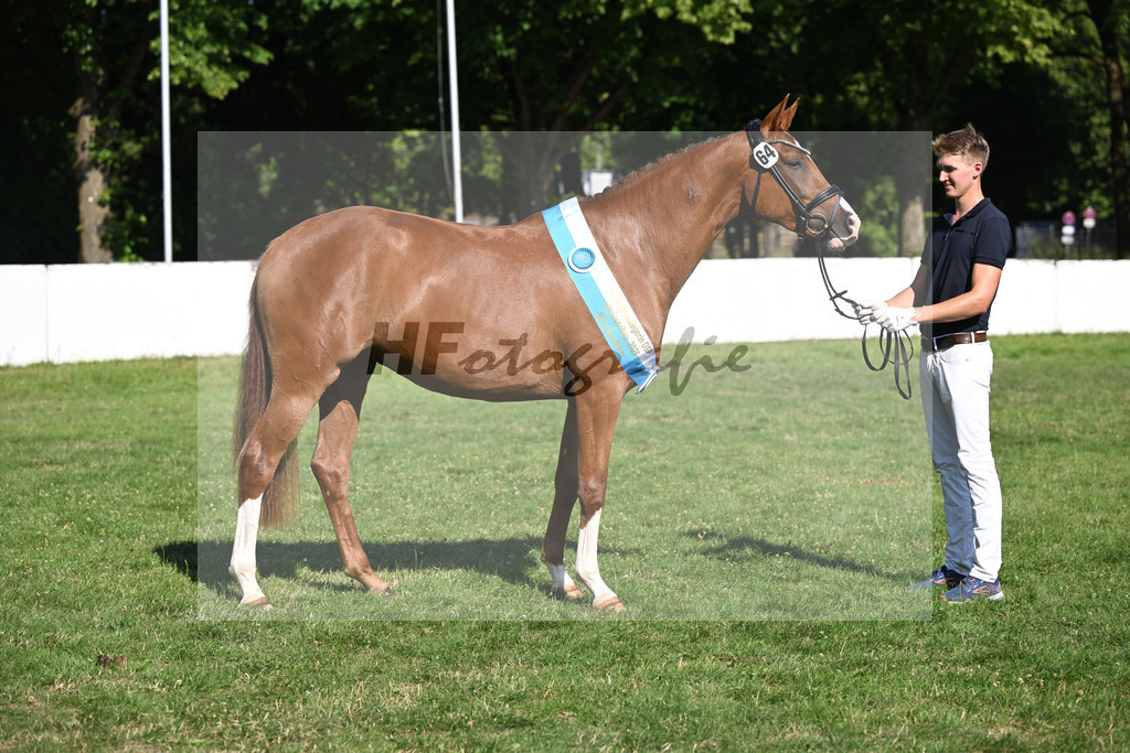Kat-Nr. 64 Aurelia Finesse v. Quaterback_Reglauer_19251443 | hf-fotografie - Realizzato con Pictrs.com