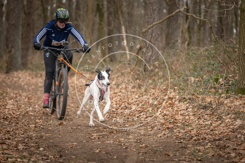 Pfotenfotografie_DV3A0158 | Hundefotografie, Tierfotograf, Pfotenfotografie, Fotoshooting Hund, Hunde Portrait, Hundesport, Hundeportraits, Heideshooting, Hunde, Sportfotograf, Hundefotograf, Turnierhundsport, THS,  - Realisiert mit Pictrs.com