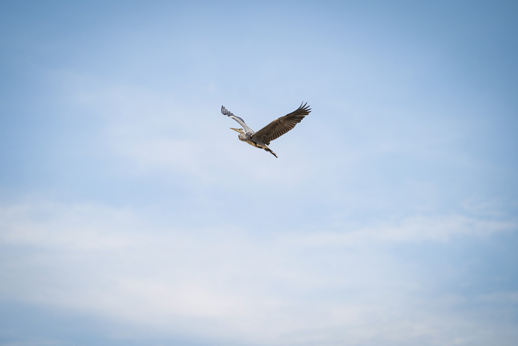 DSC07923 | Pferdegrafie