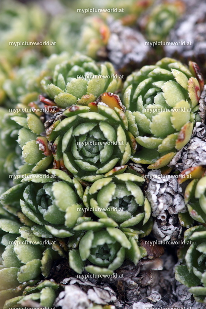 Rispen-Steinbrech-001 | Das Bilderarchiv über Tiere, Planzen und Landschaften. In der Bilddatenbank finden Sie ein große Auswahl an hochwertigen Bilder für Ihre Werbung - Realized with Pictrs.com