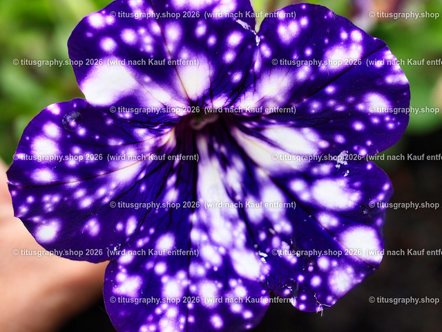 titusgraphy_P6221479-vz-ln | titusgraphy-shop: Geschenkideen mit Qualitätsfotos. titusgraphy-shop: gift ideas with quality photos. titusgraphy-shop: idées cadeaux avec photos de qualité.  - Realisiert mit Pictrs.com