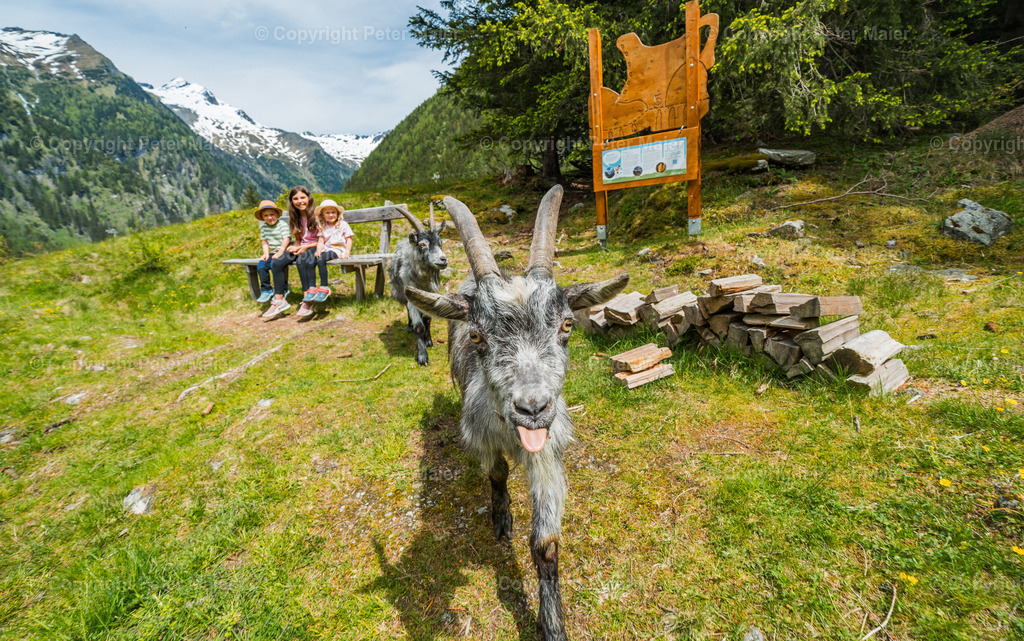 Rent_a_Goas_2024-736 | piet_flosse