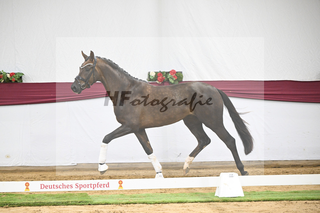 Kat-Nr. 63 Feliciano x Don Martillo_Michaela Rupp_47252422 | hf-fotografie - Realisiert mit Pictrs.com