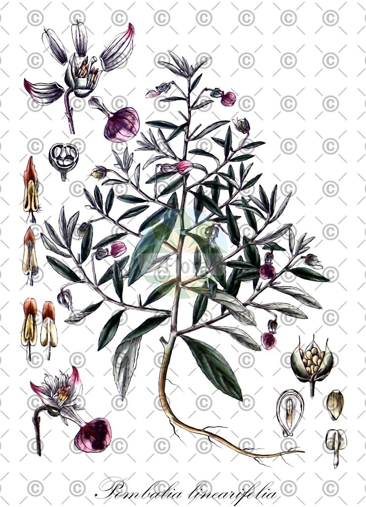 HistAbb_wfo-0000500858_1_ENZY_Simple | Historische Abbildung von Pombalia linearifolia - Violaceae | Historical Illustration of Pombalia linearifolia - Violaceae
