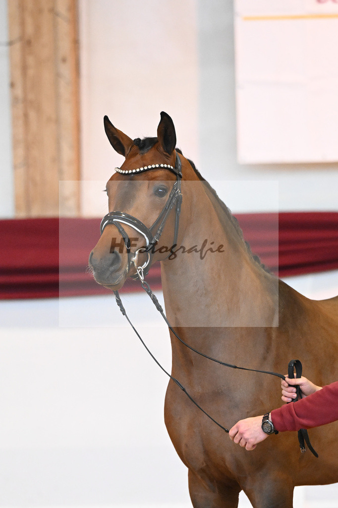 Kat-Nr. 35 v. Imposantos_Dusak_66222087 | hf-fotografie - Realisiert mit Pictrs.com