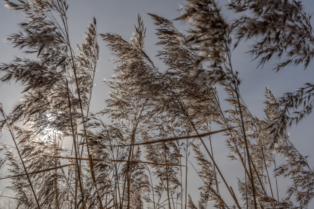 2023_01_14 A7408387 | bridgeman - Realisiert mit Pictrs.com