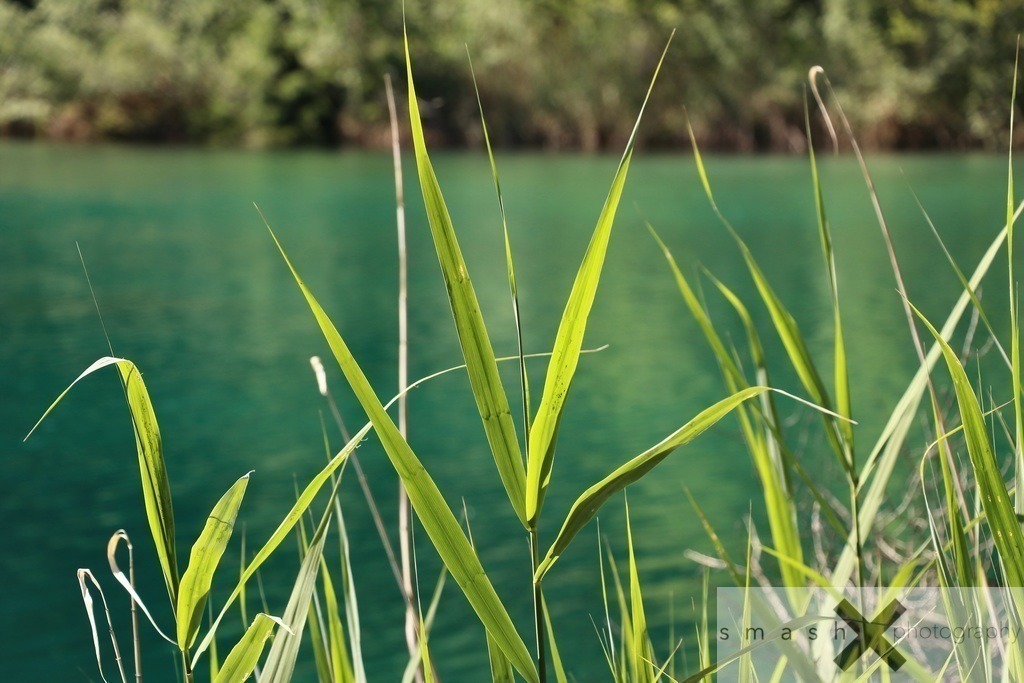 Grass | smash-photography.com